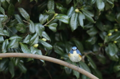 ルリビタキ－２