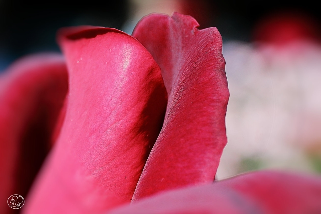 神代植物公園のバラ －２