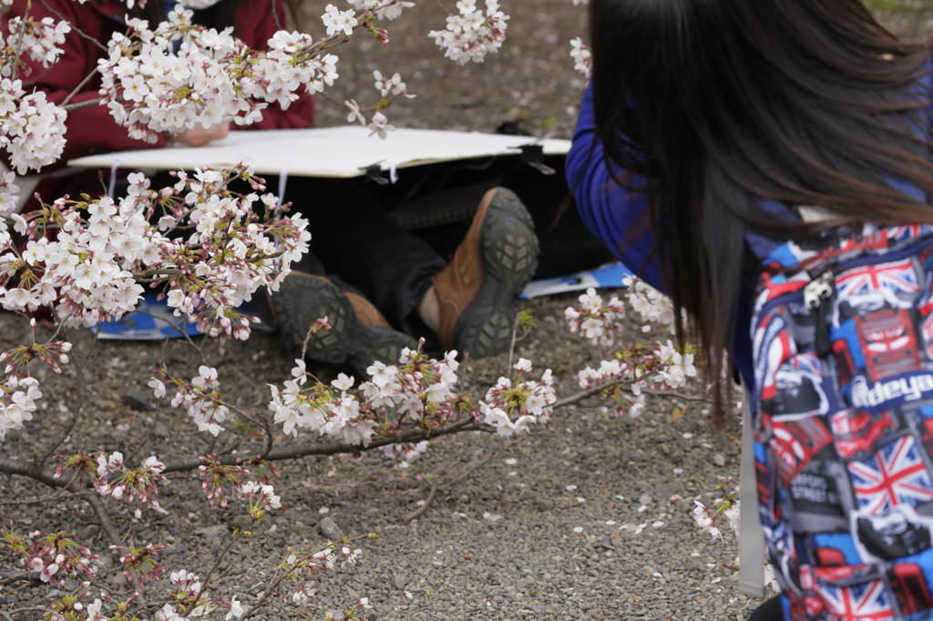 桜見る人々－５