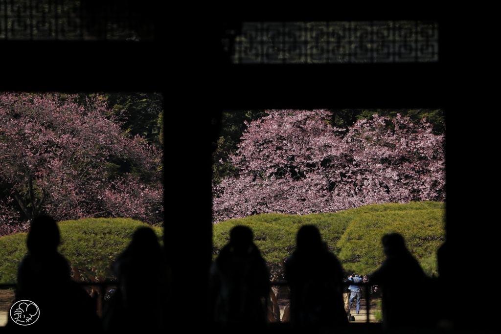 桜鑑賞