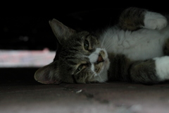 涼む　２