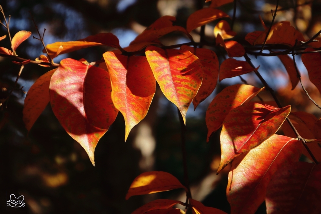公園の紅葉　７