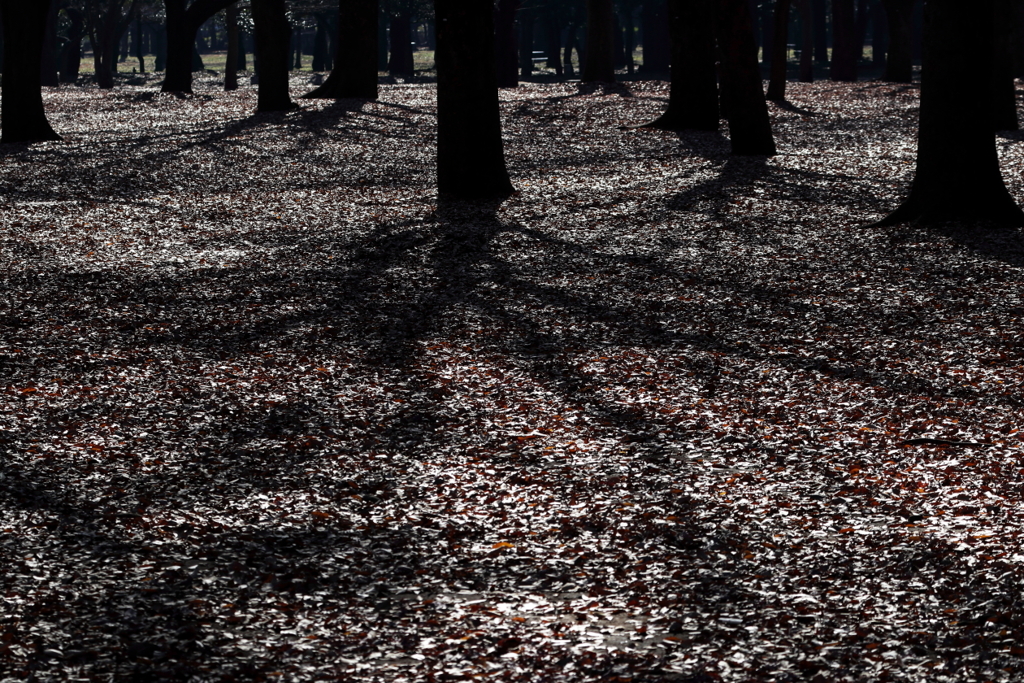 落ち葉に冬の影