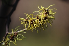 モジャモジャと咲く　３