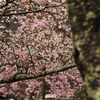 奥多摩湖の桜　８