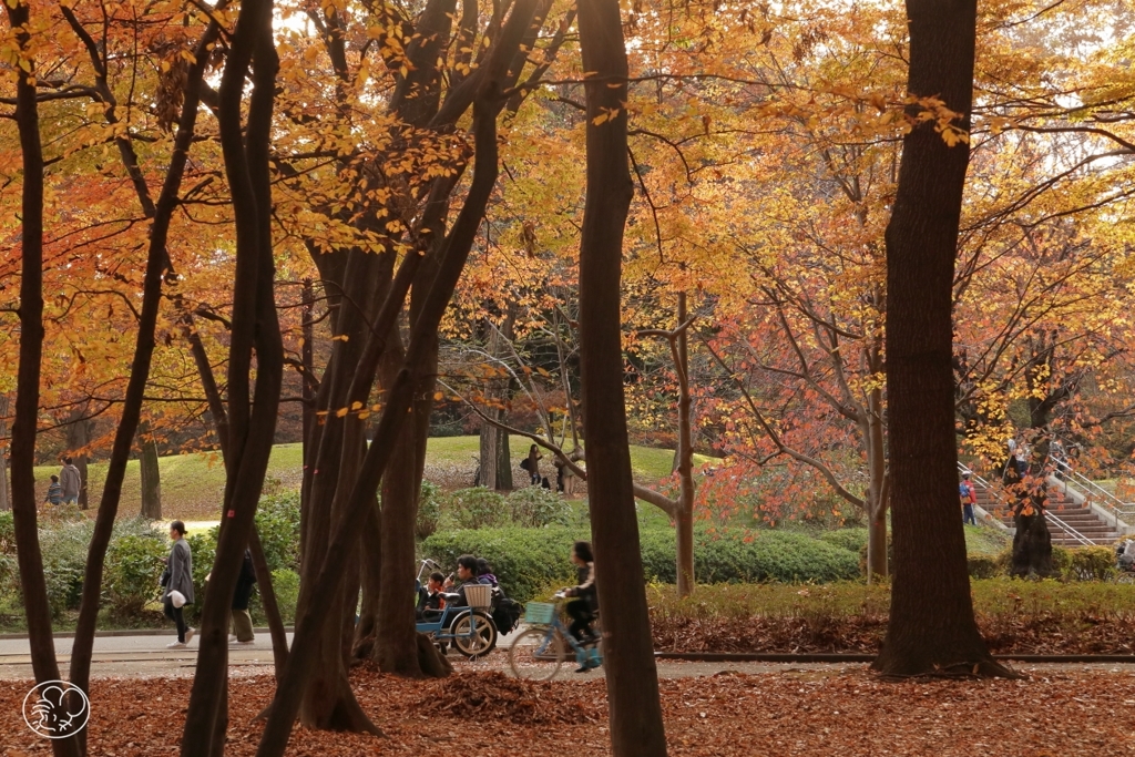 秋は公園が楽しい