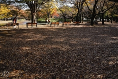 公園の秋　２