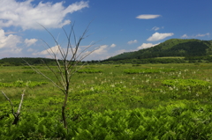 高原に咲く