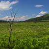 高原に咲く