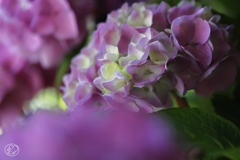 マクロで初夏の花 －２