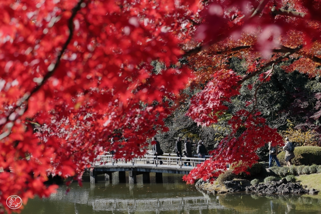 紅葉日和