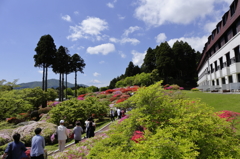 箱根のツツジ－８