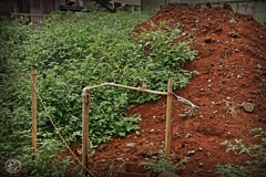 侵略または拡大