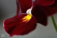 ベルベットの素肌