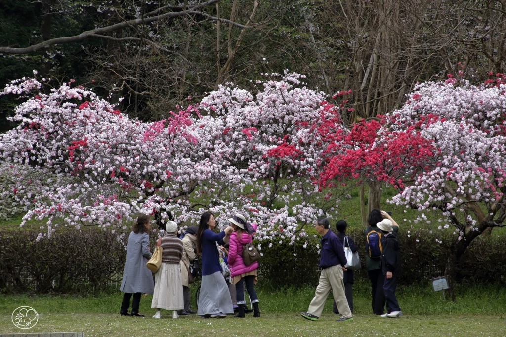 花は静か、人は喧し