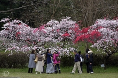 花は静か、人は喧し