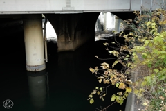 日本橋川　１