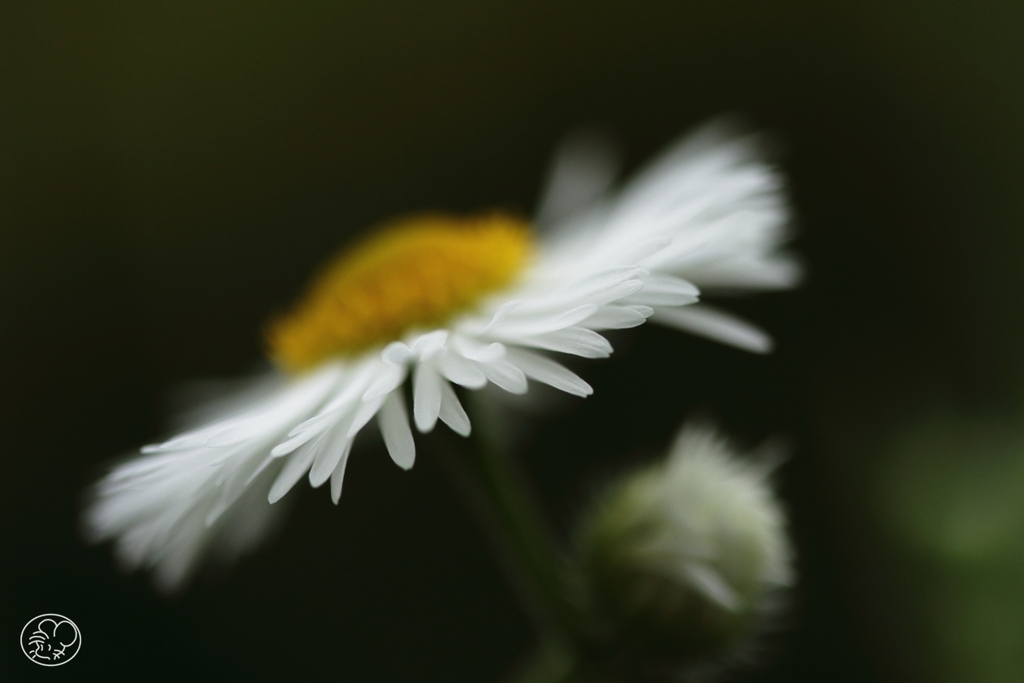 民衆の花