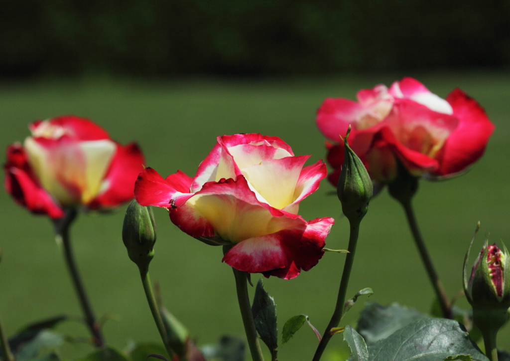 Double Delight－２