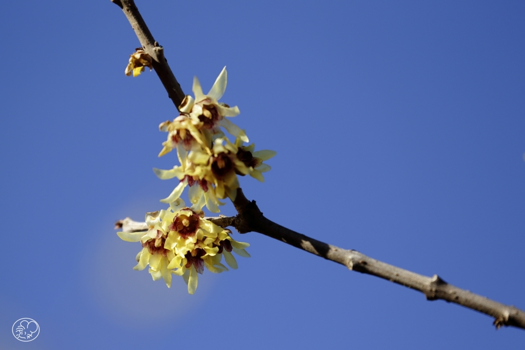 茜色をのぞかせ香る蝋梅の花