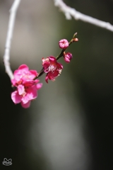 春を告げる花　２