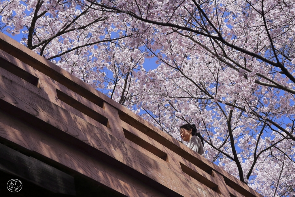 今年の桜も良い桜