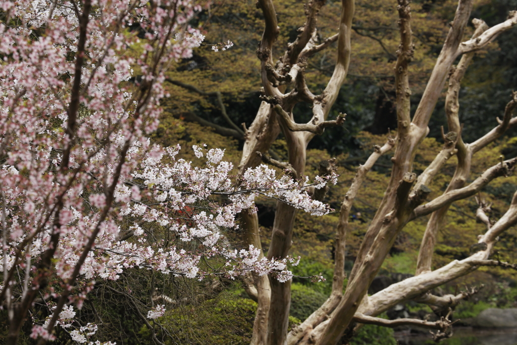 御苑の桜　２