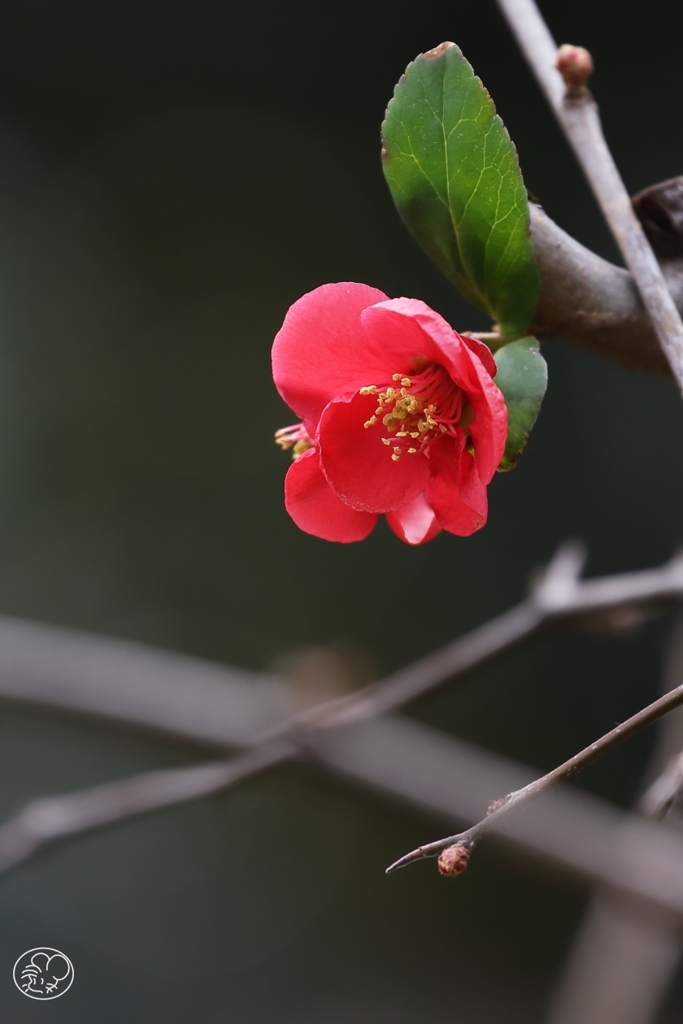 春の先駆け