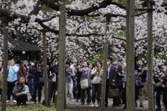 桜に群がる