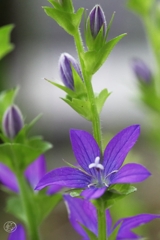 道端の花　２