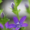 道端の花　２