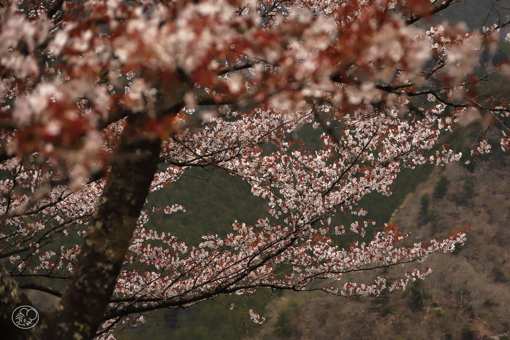 奥多摩湖の桜　６