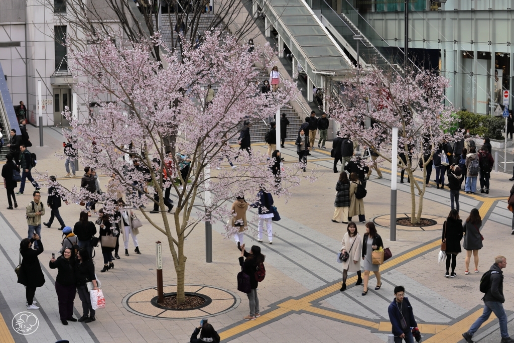 待ち合わせは桜の下で