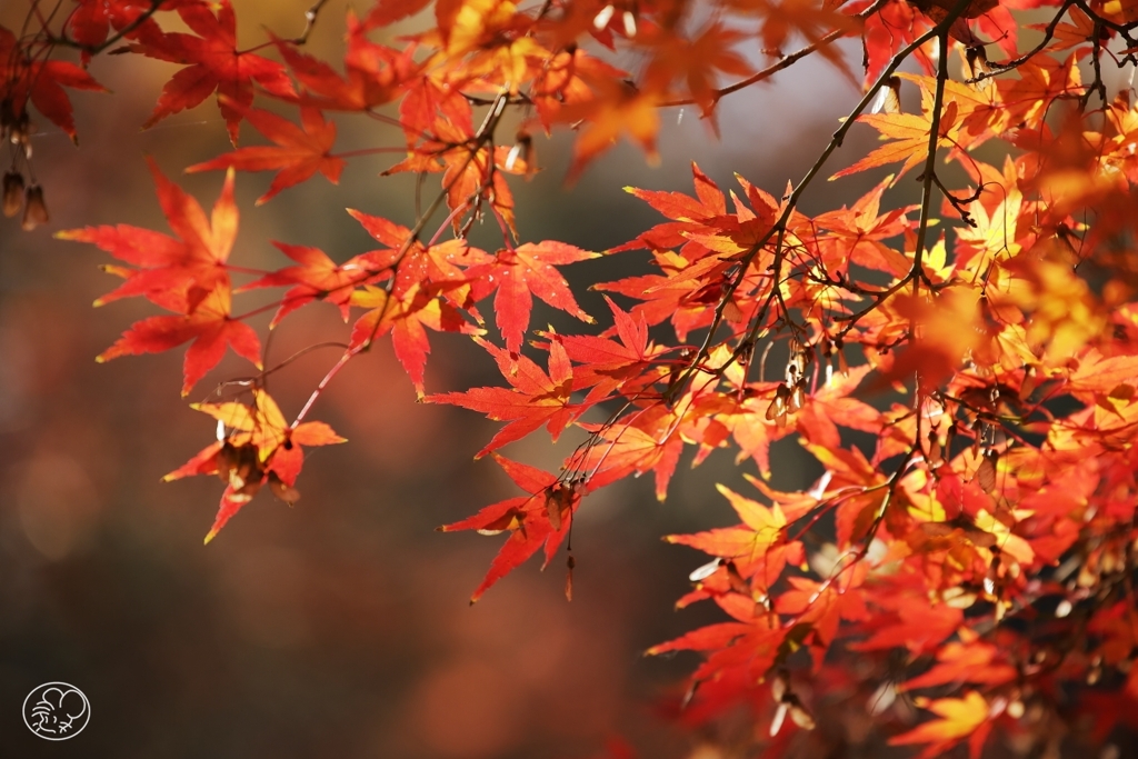 御苑の紅葉 －１３