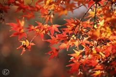 御苑の紅葉 －１３