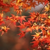 御苑の紅葉 －１３