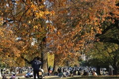 紅葉に集まる　２