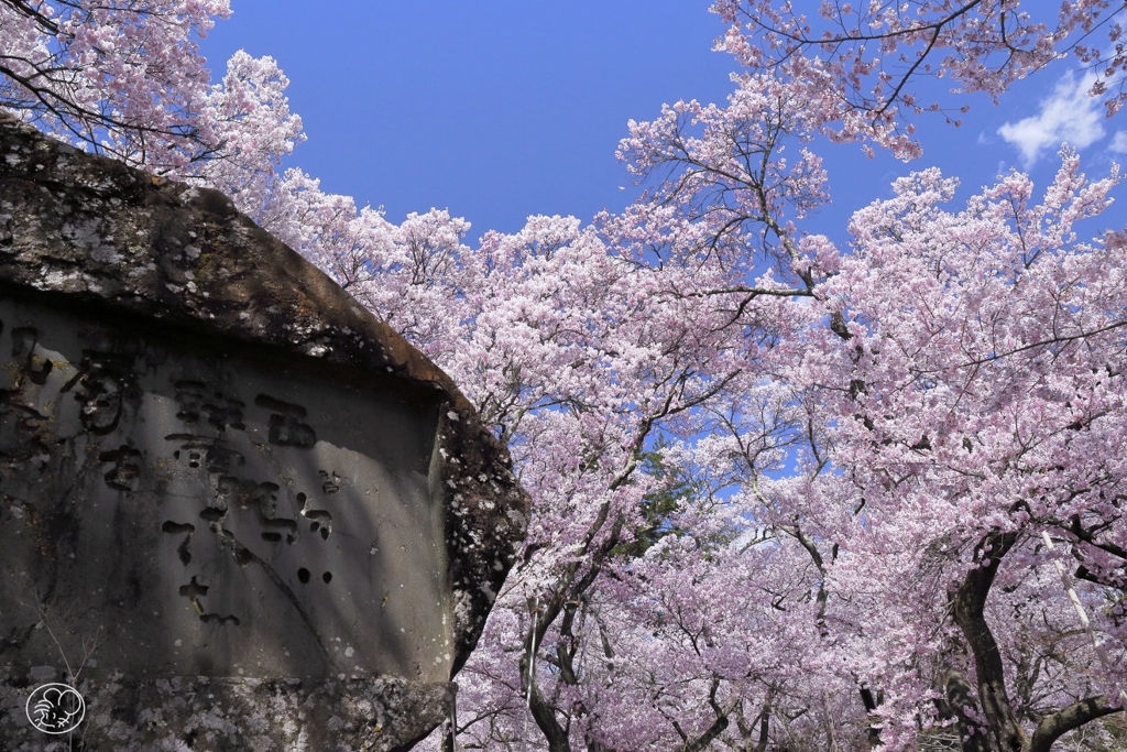 高遠の桜 －１６