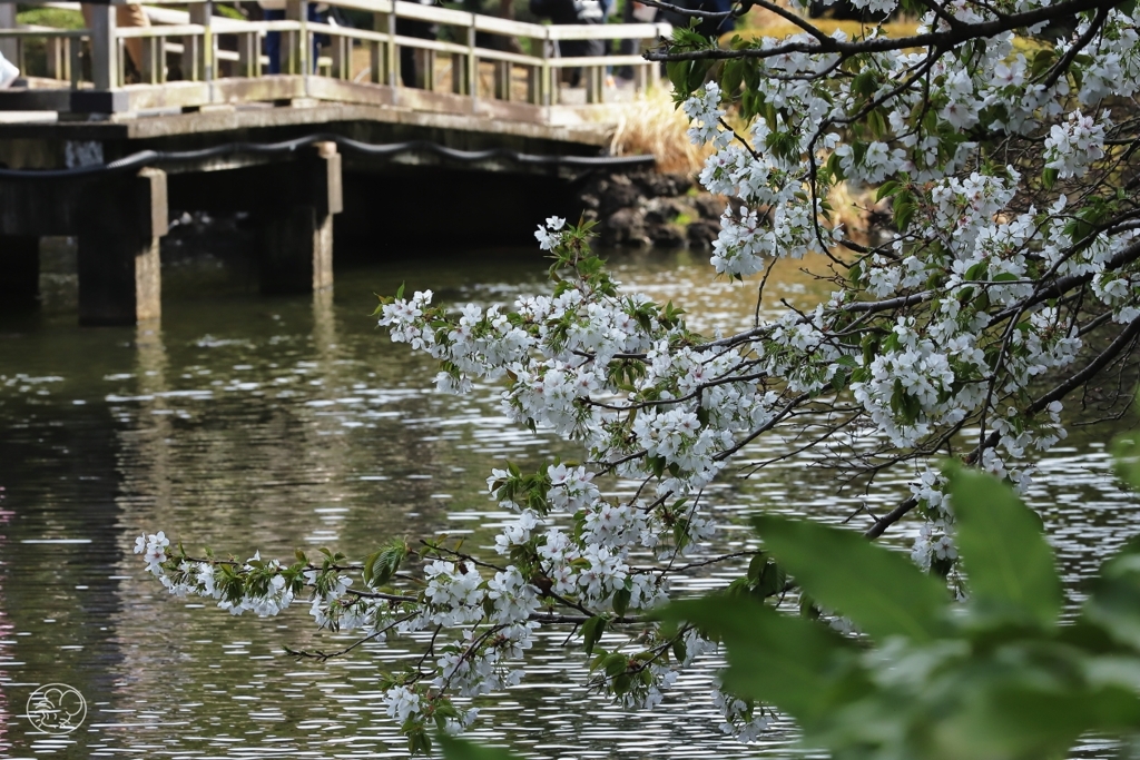 新宿御苑の桜