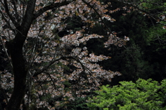 桜に緑－８