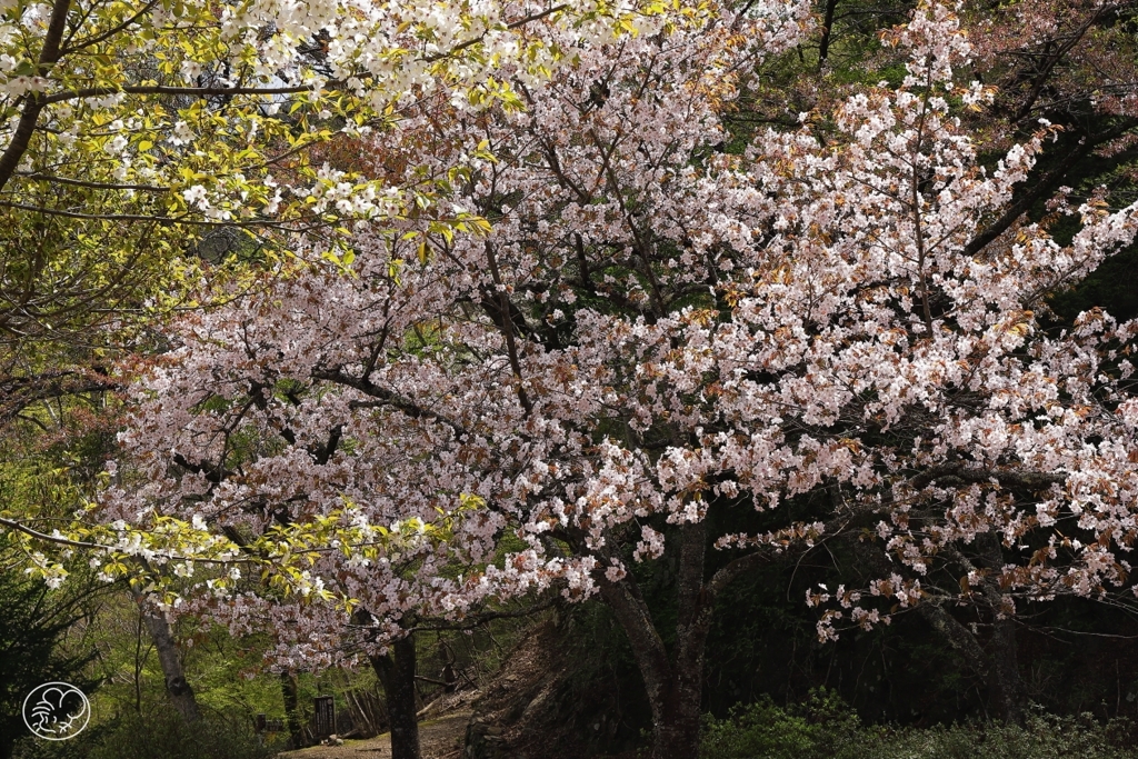 奥多摩湖の桜　２