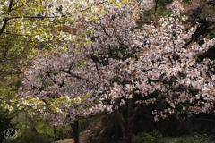 奥多摩湖の桜　２