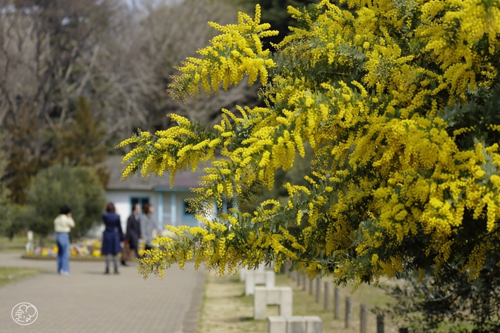 惜華