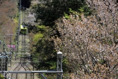 高尾の桜