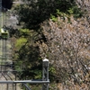 高尾の桜