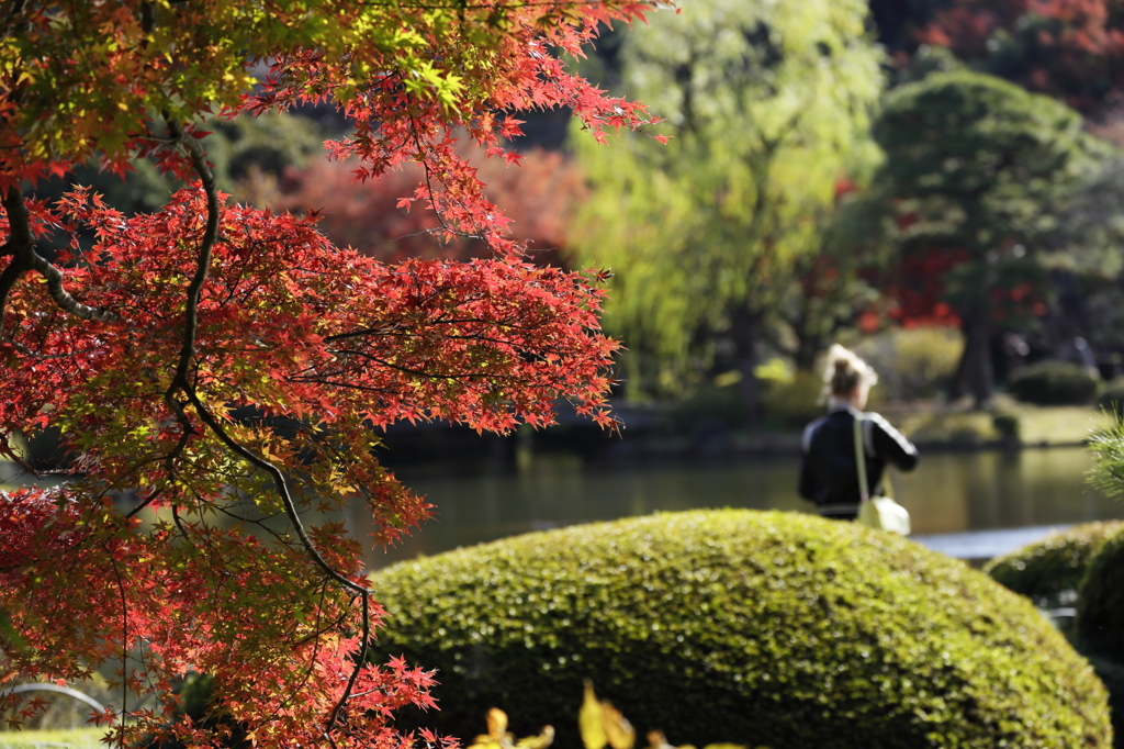 紅葉の新宿御苑－４