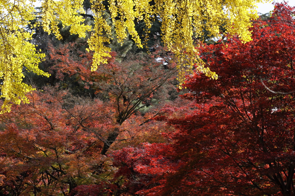 紅葉の新宿御苑－１