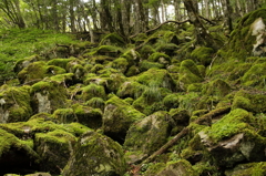 苔深し