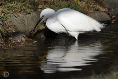 捕食