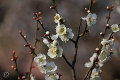 梅　４